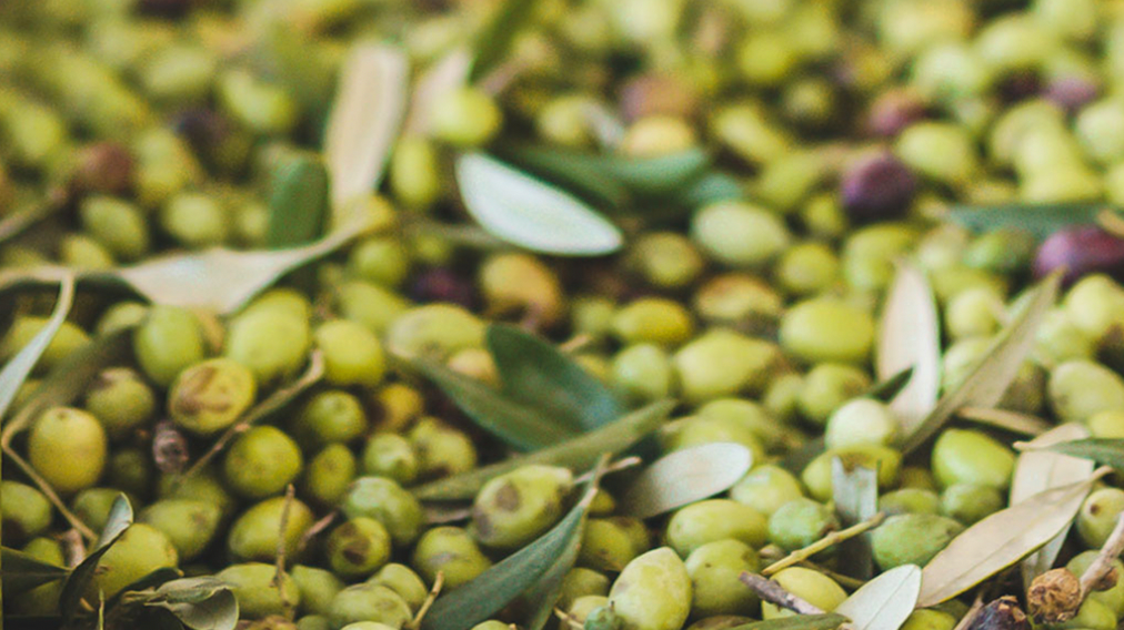Olive Oil Harvest 2023/24
