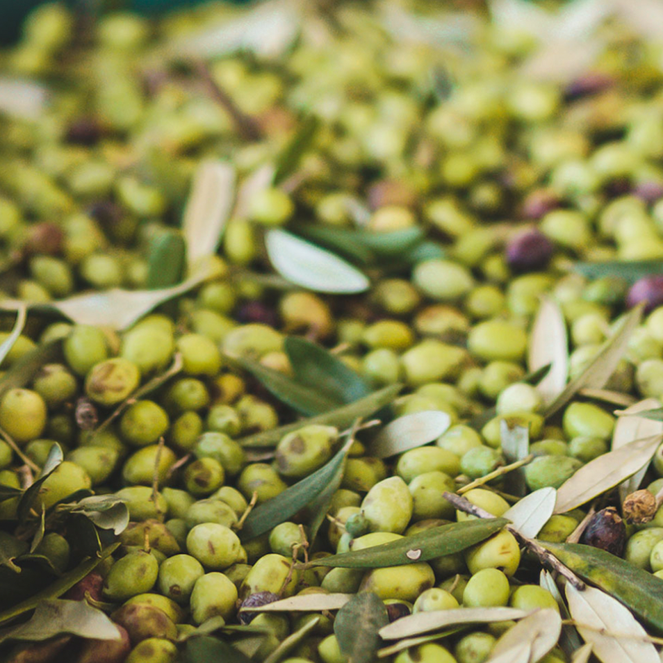 Olive Oil Harvest 2023/24