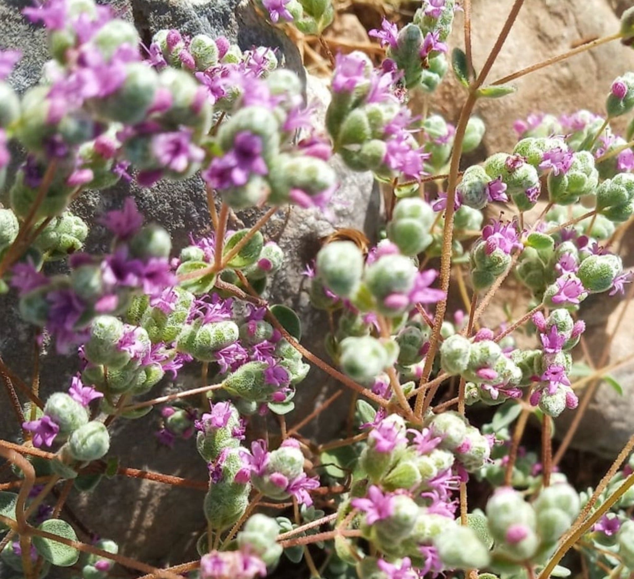 Organic Dittany tea from Crete | Premium Herbal Tea | Certified Organic Food at The Bio Foods Berlin