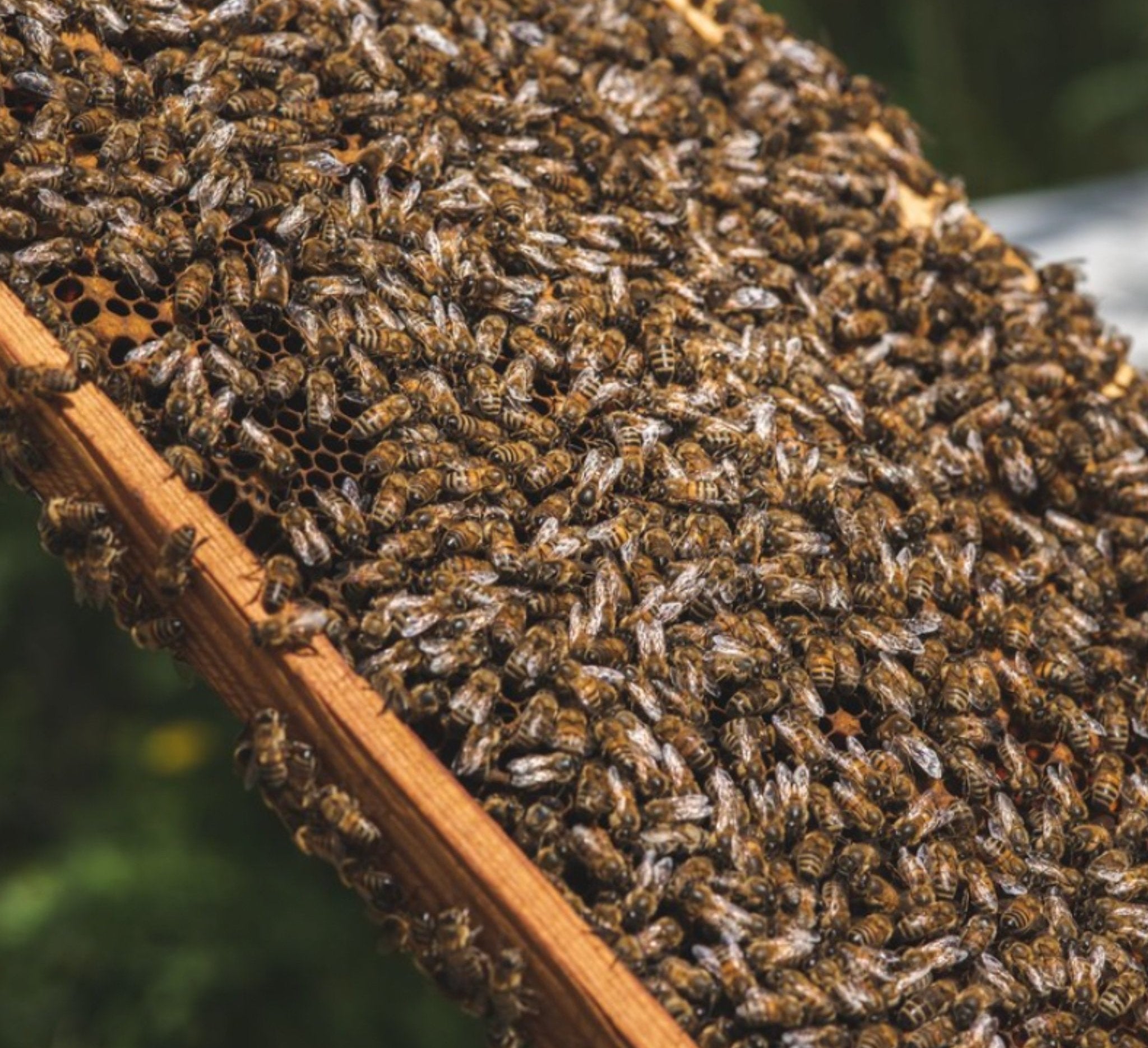 Organic Thyme Honey | Thyme honey from Creta  | Creatan products | The Bio Foods Berlin