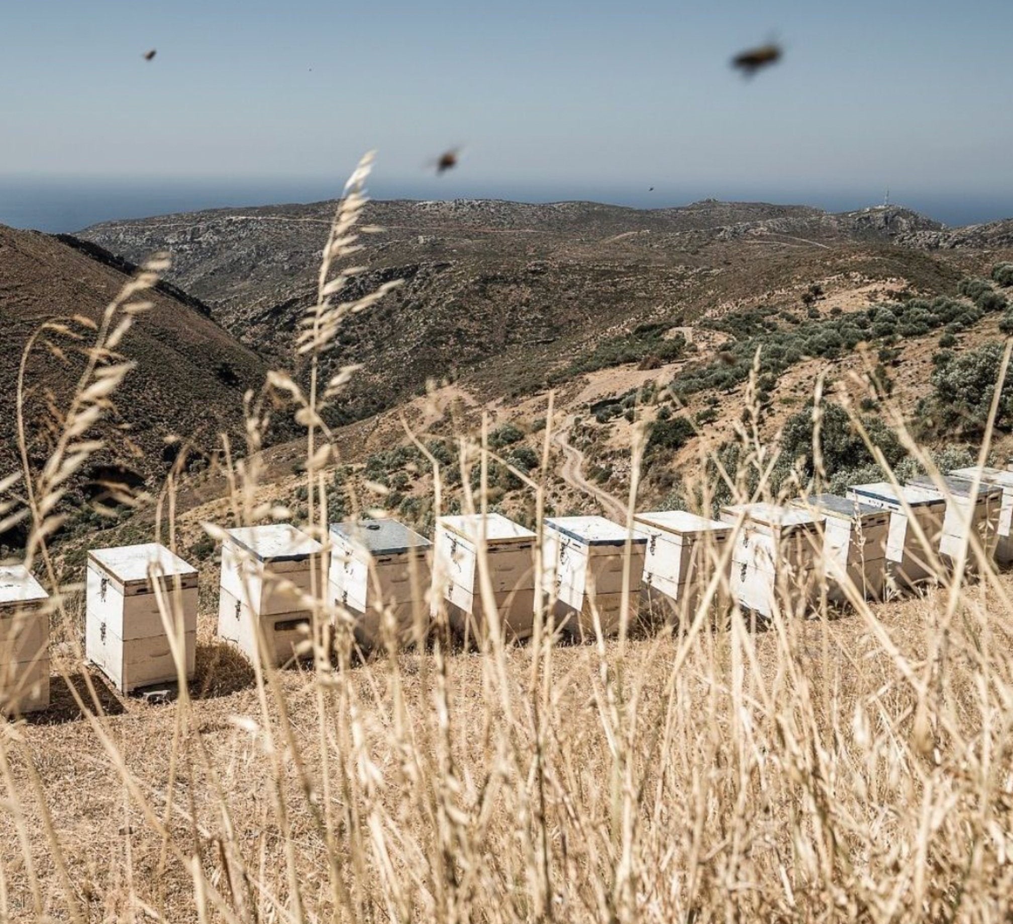 Organic Thyme Honey | Thyme honey from Creta  | Creatan products | The Bio Foods Berlin